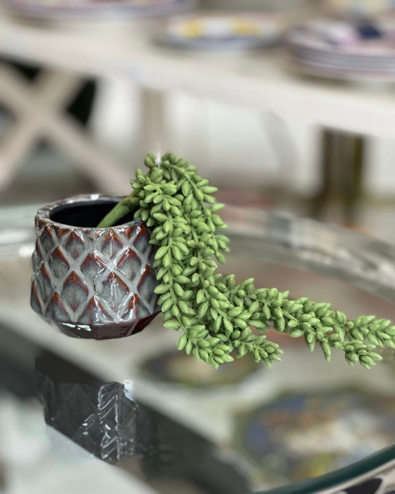 1x Pot Croco + plante