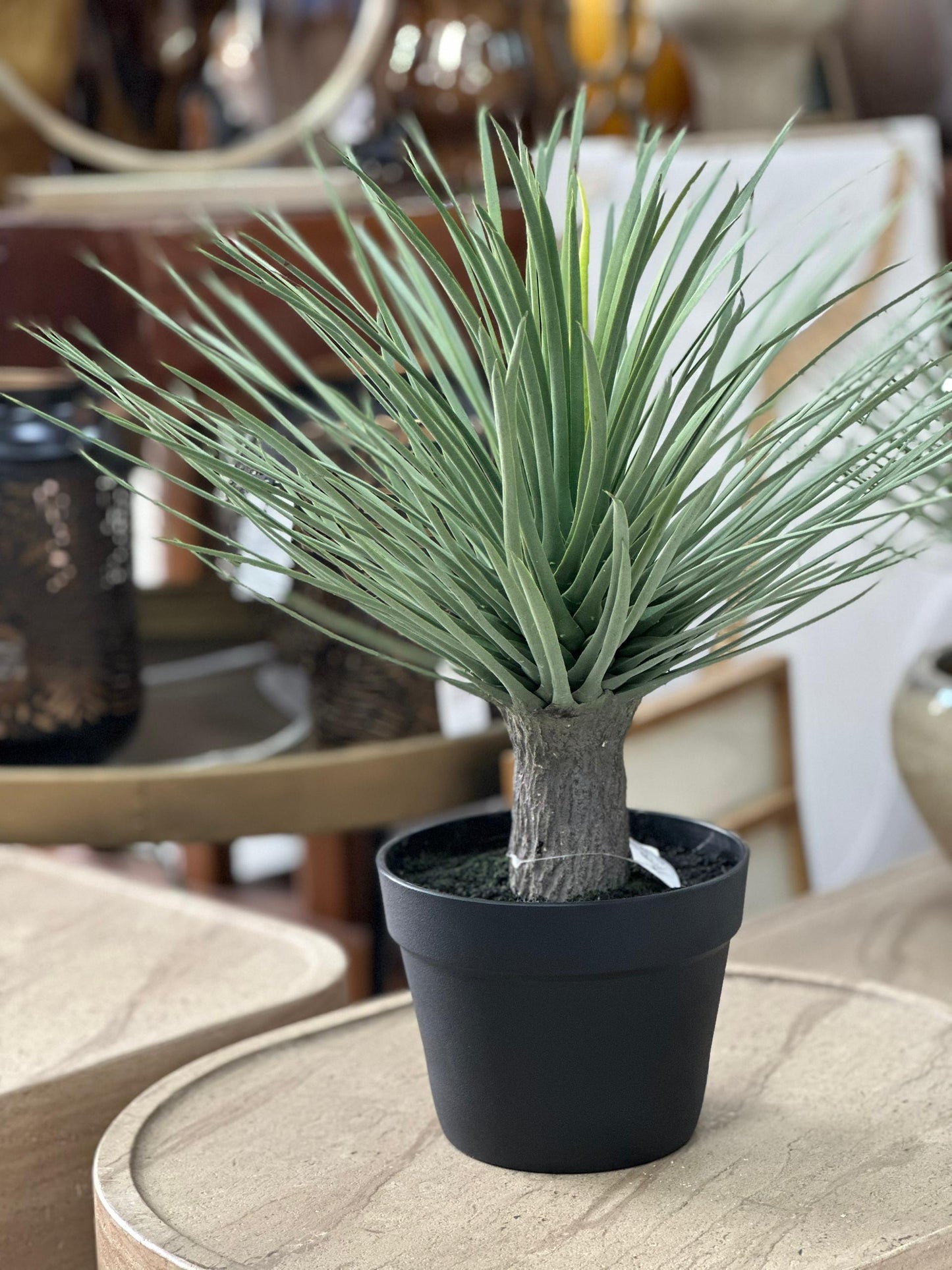 1x Plante