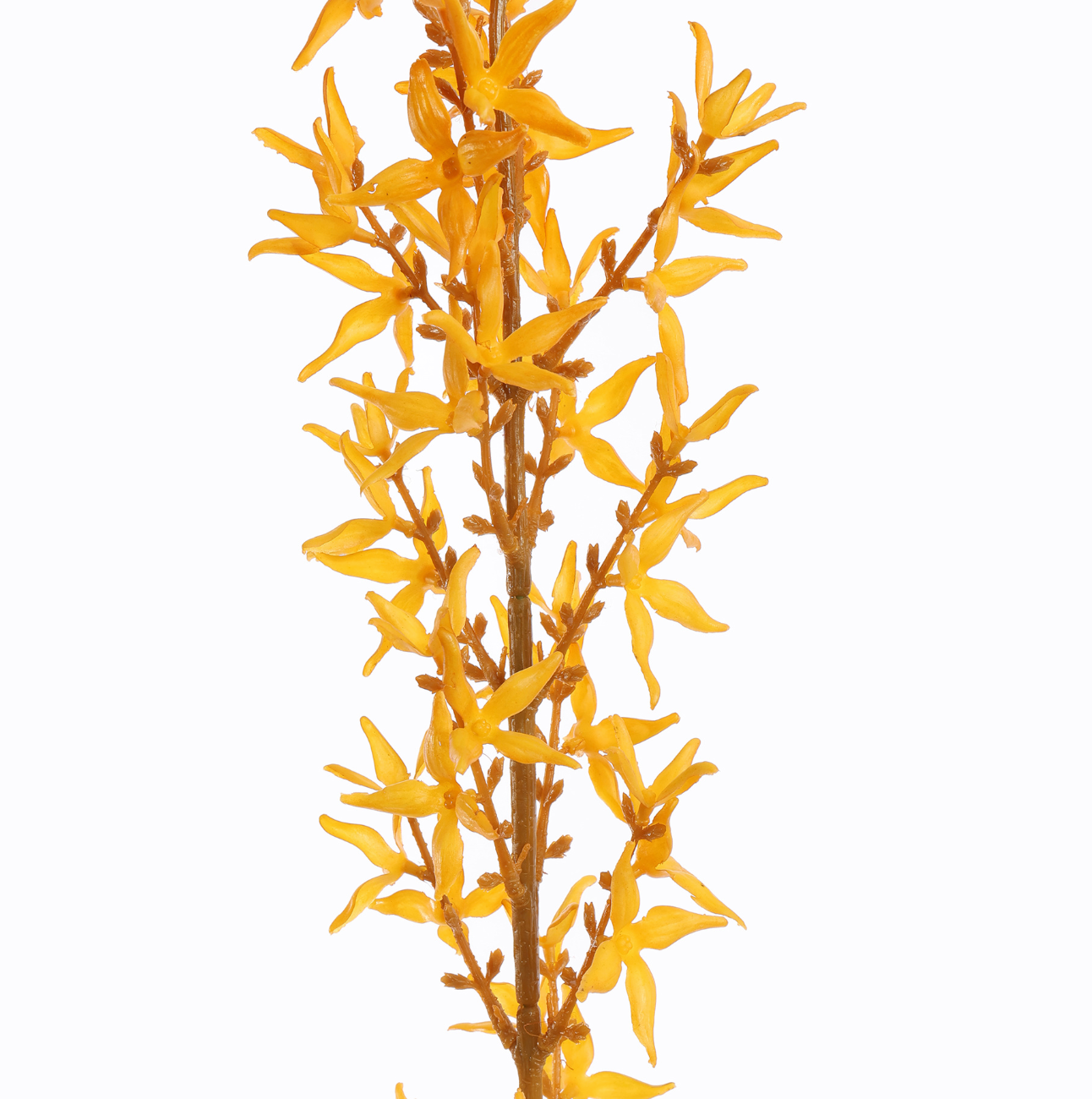 Branche Forsythia h120