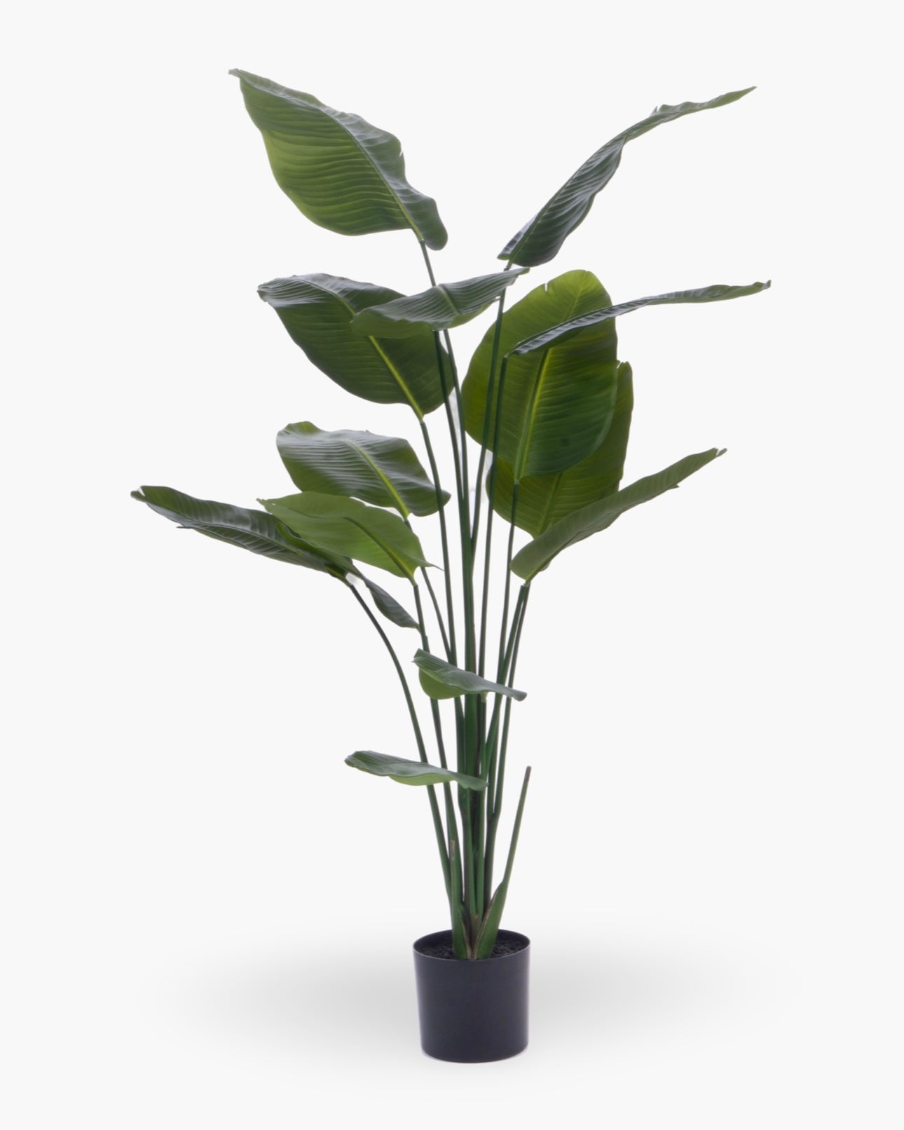 Plante Oiseau du paradis en pot h190