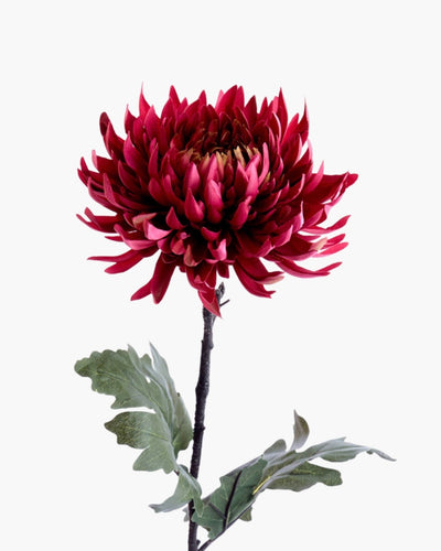 Fleur Chrysanthème