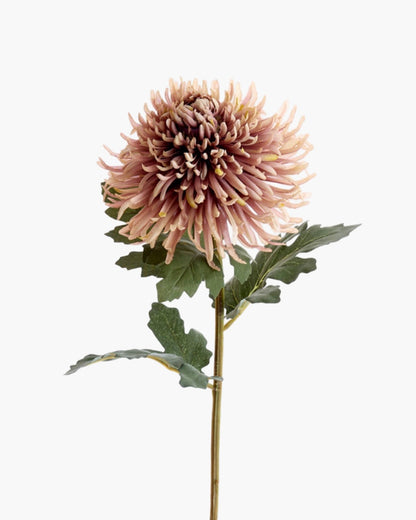Fleur Chrysanthème