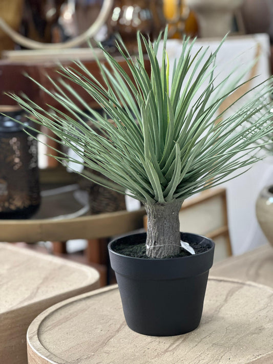 1x Plante