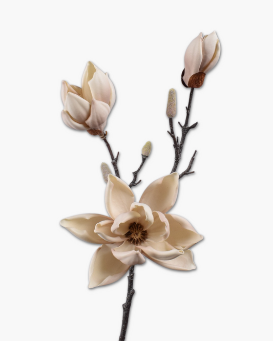 Branche Magnolia crème h79