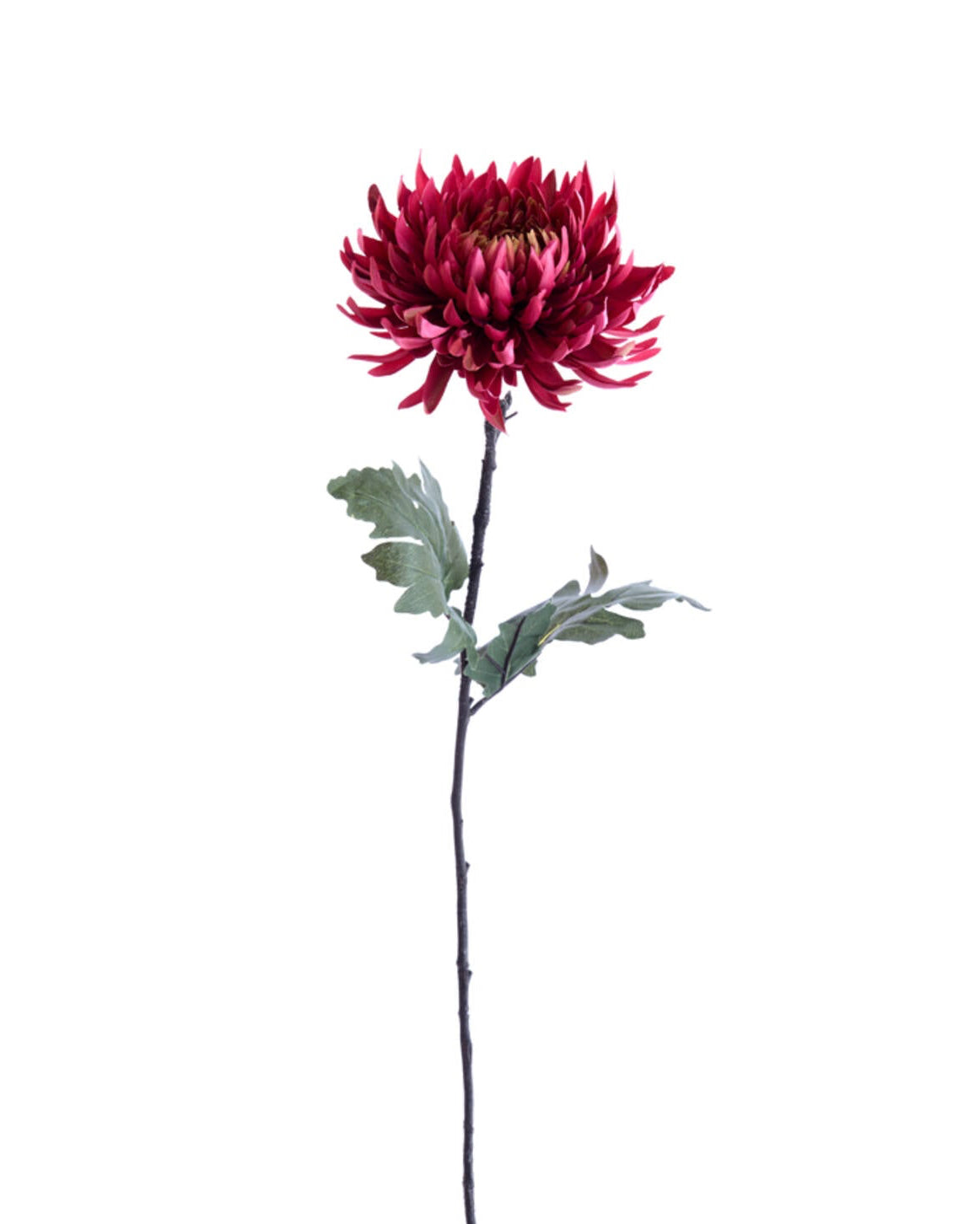 Fleur Chrysanthème