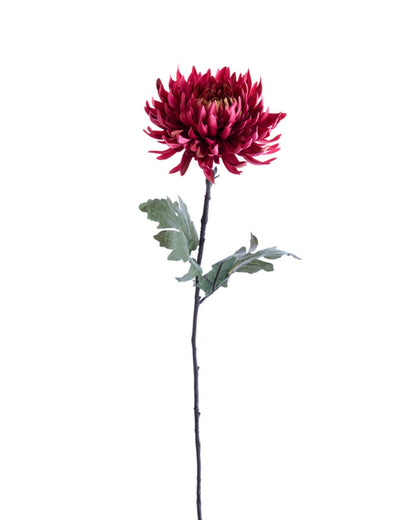 Fleur Chrysanthème