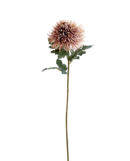Fleur Chrysanthème