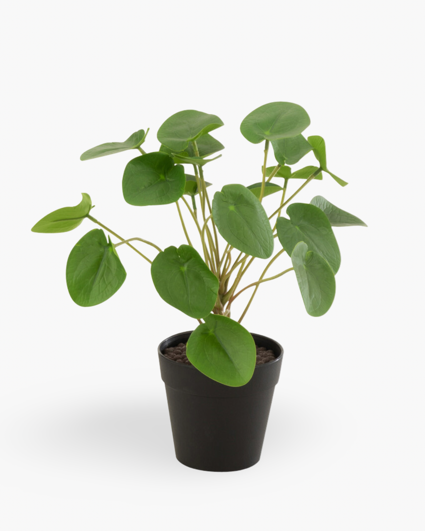 Plante Pilea en pot