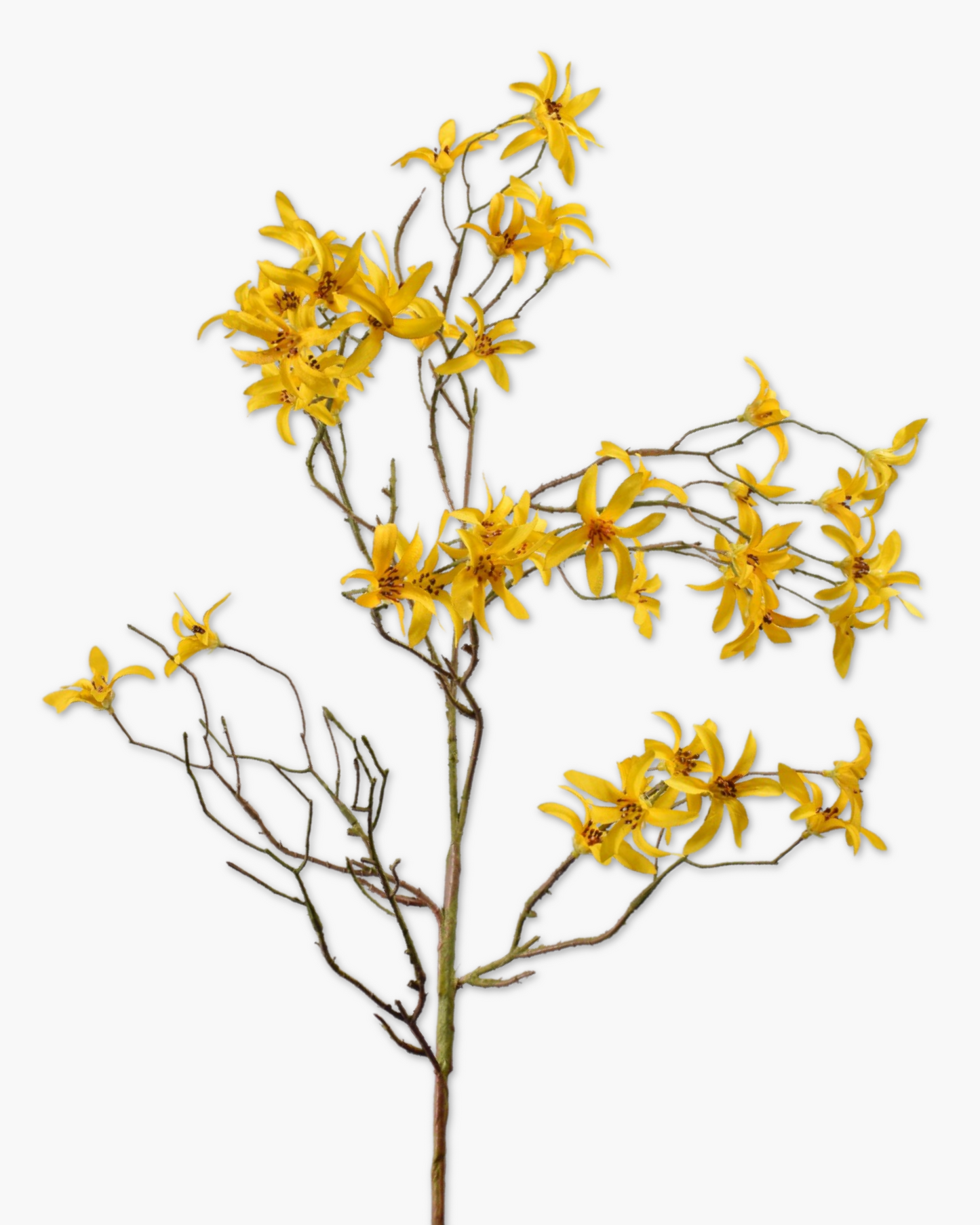 Branche Forsythia h101