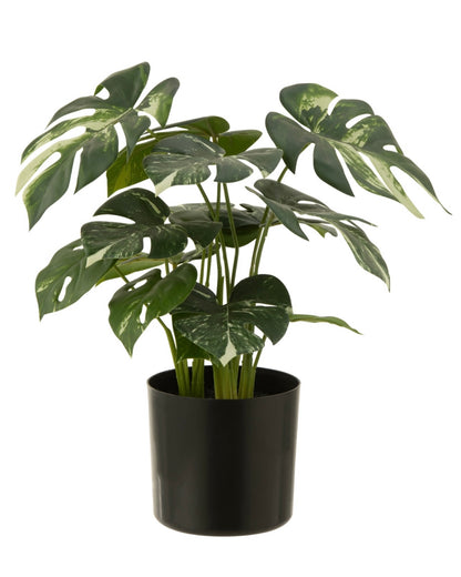 Plante Monstera en pot