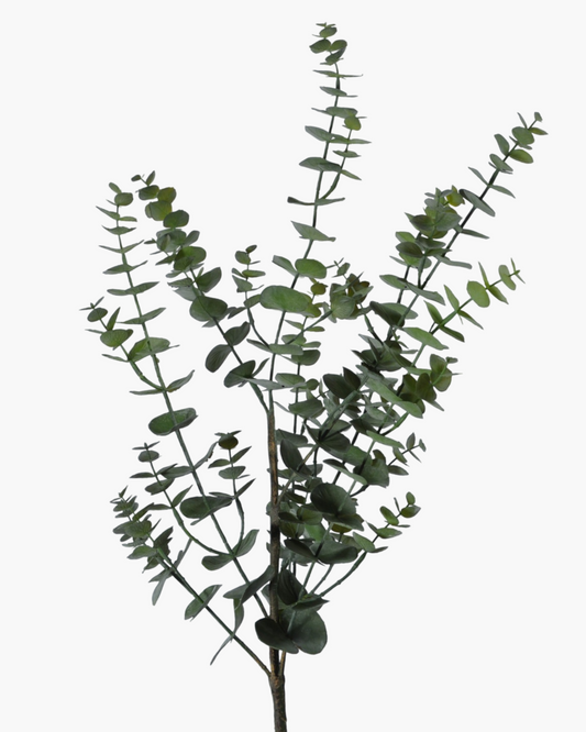 Branche Eucalyptus h111