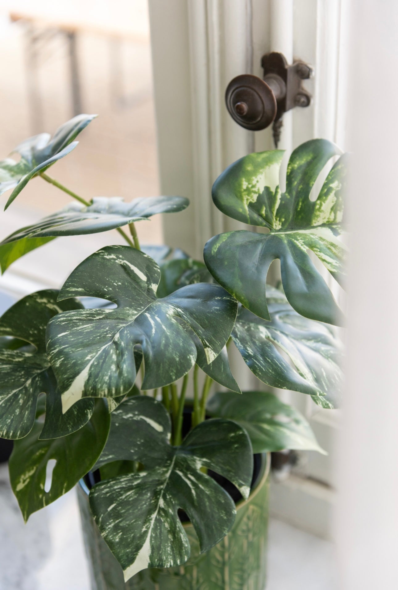 Plante Monstera en pot