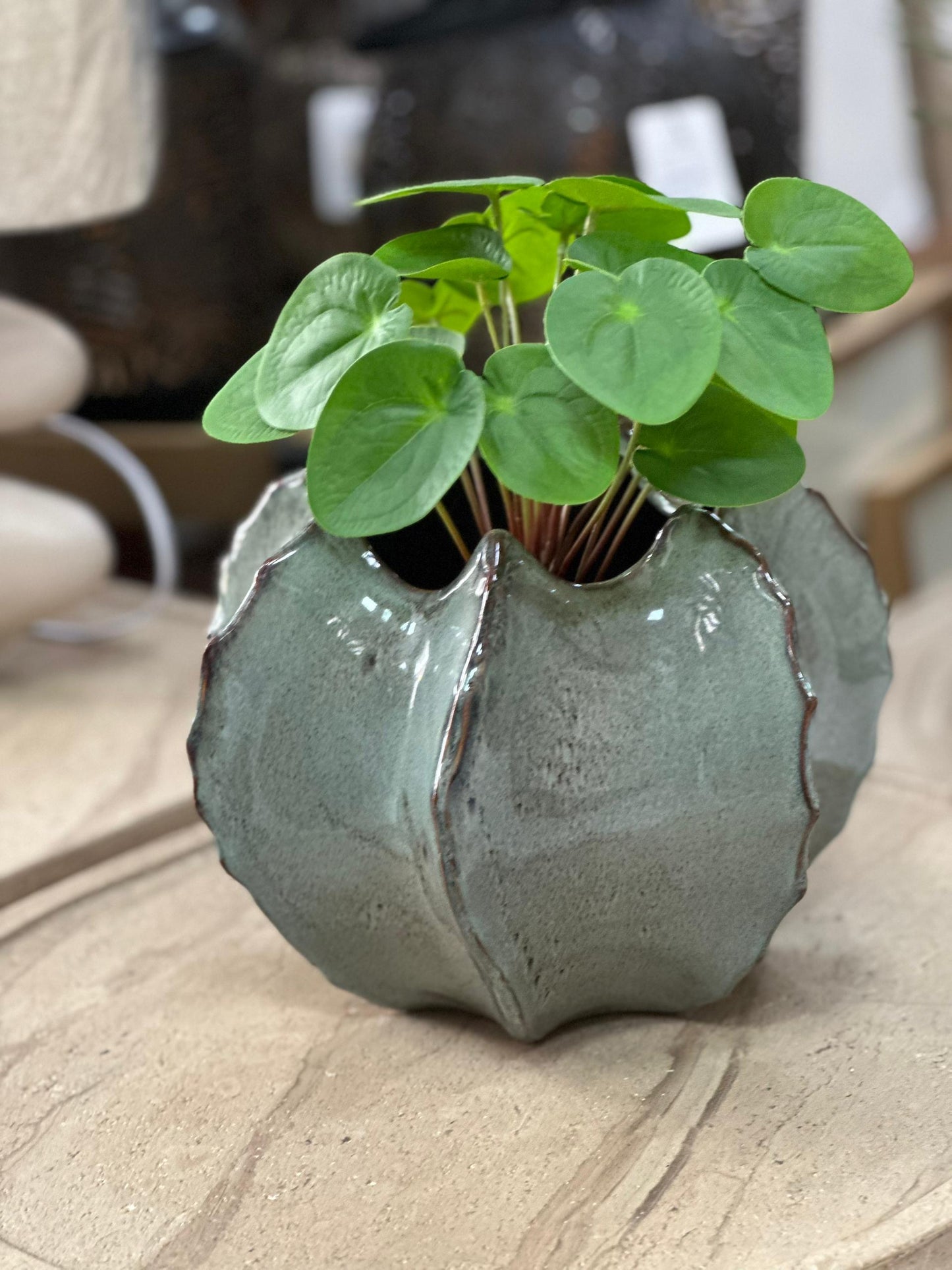 1x Cache-pot + plante