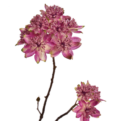 Branche Astrantia h110