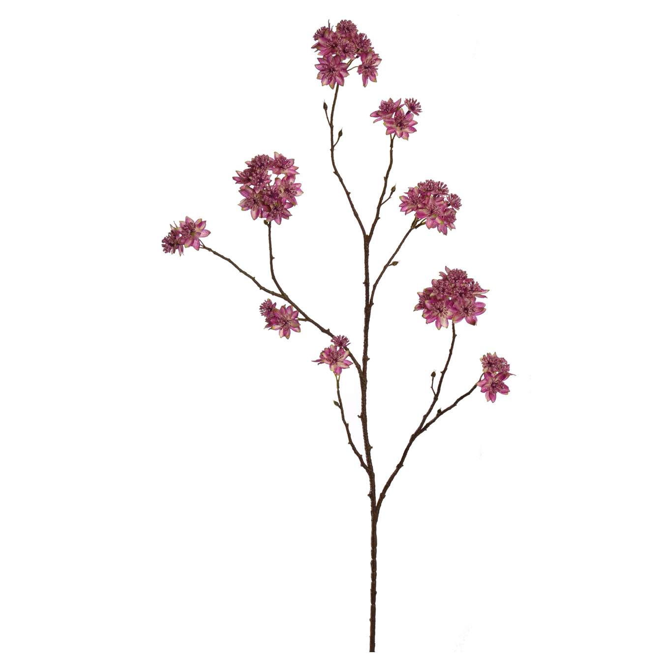 Branche Astrantia h110