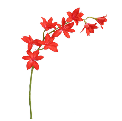 Branche Gladiolus h95