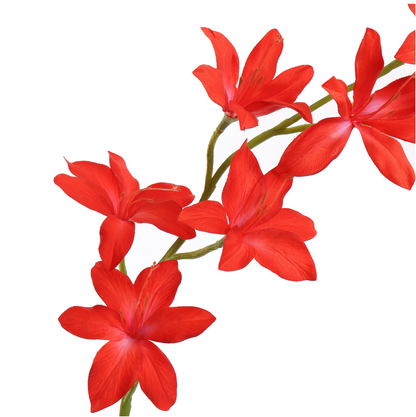 Branche Gladiolus h95