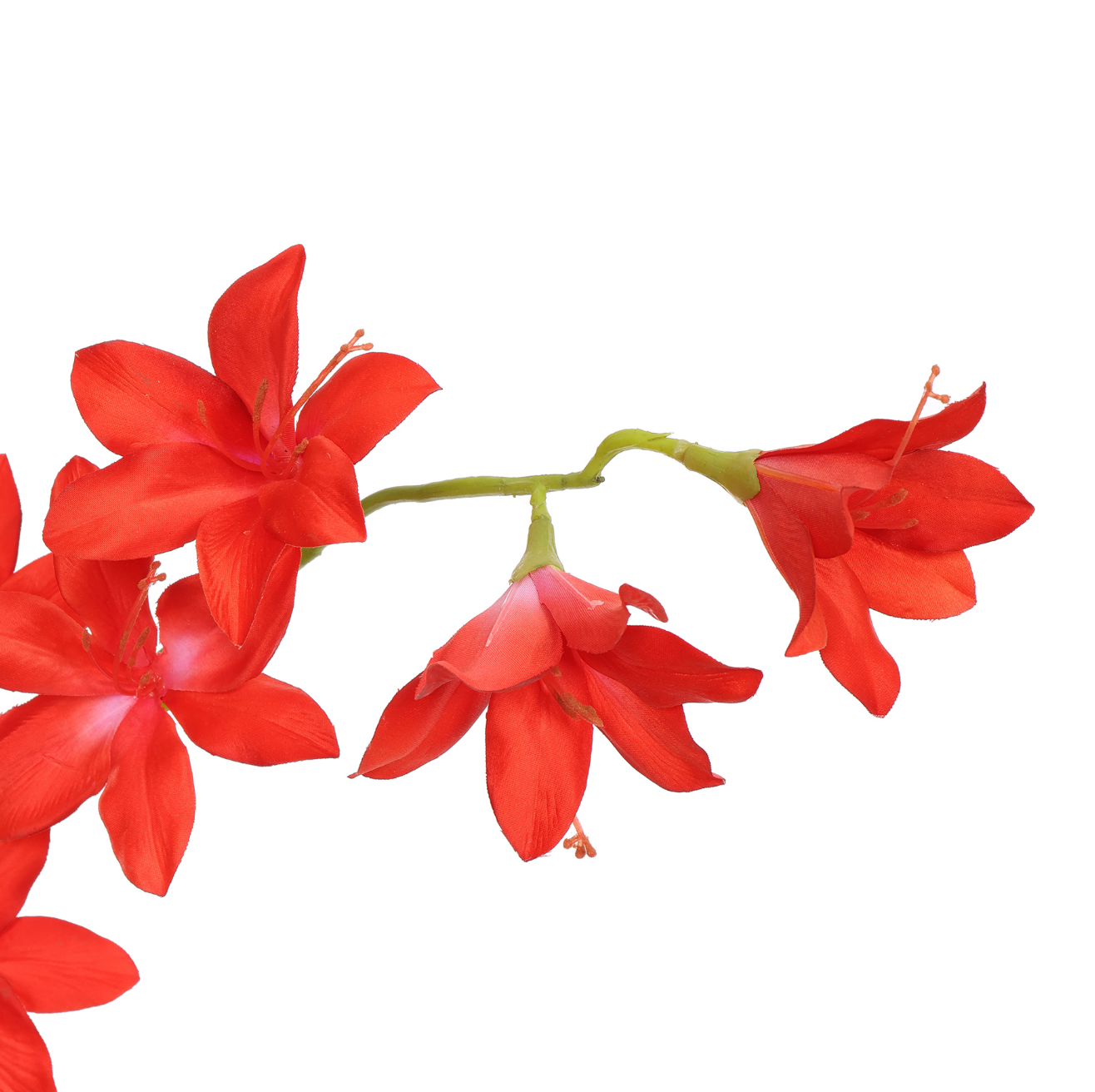 Branche Gladiolus h95