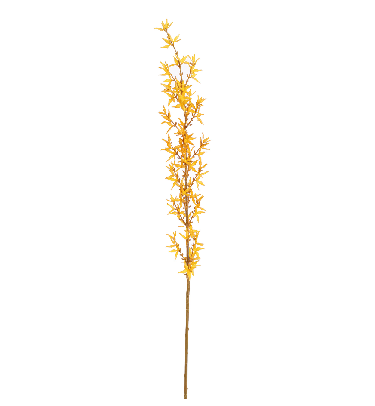 Branche Forsythia h120
