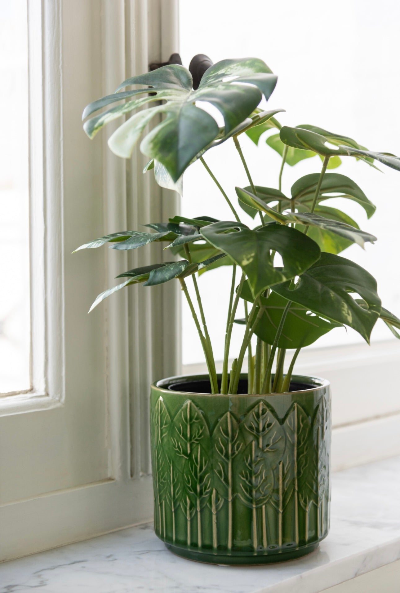 Plante Monstera en pot