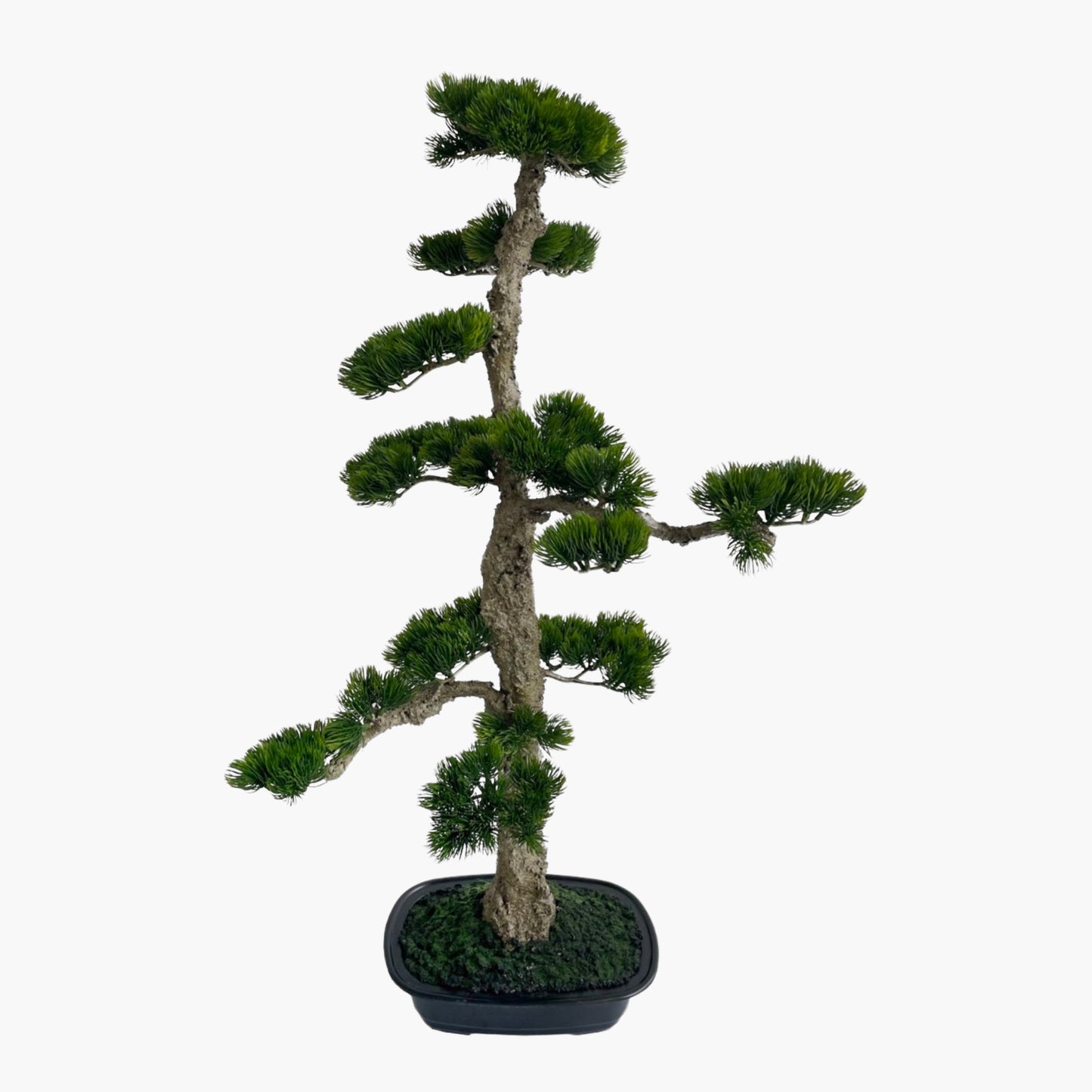 Bonsai en pot h85cm