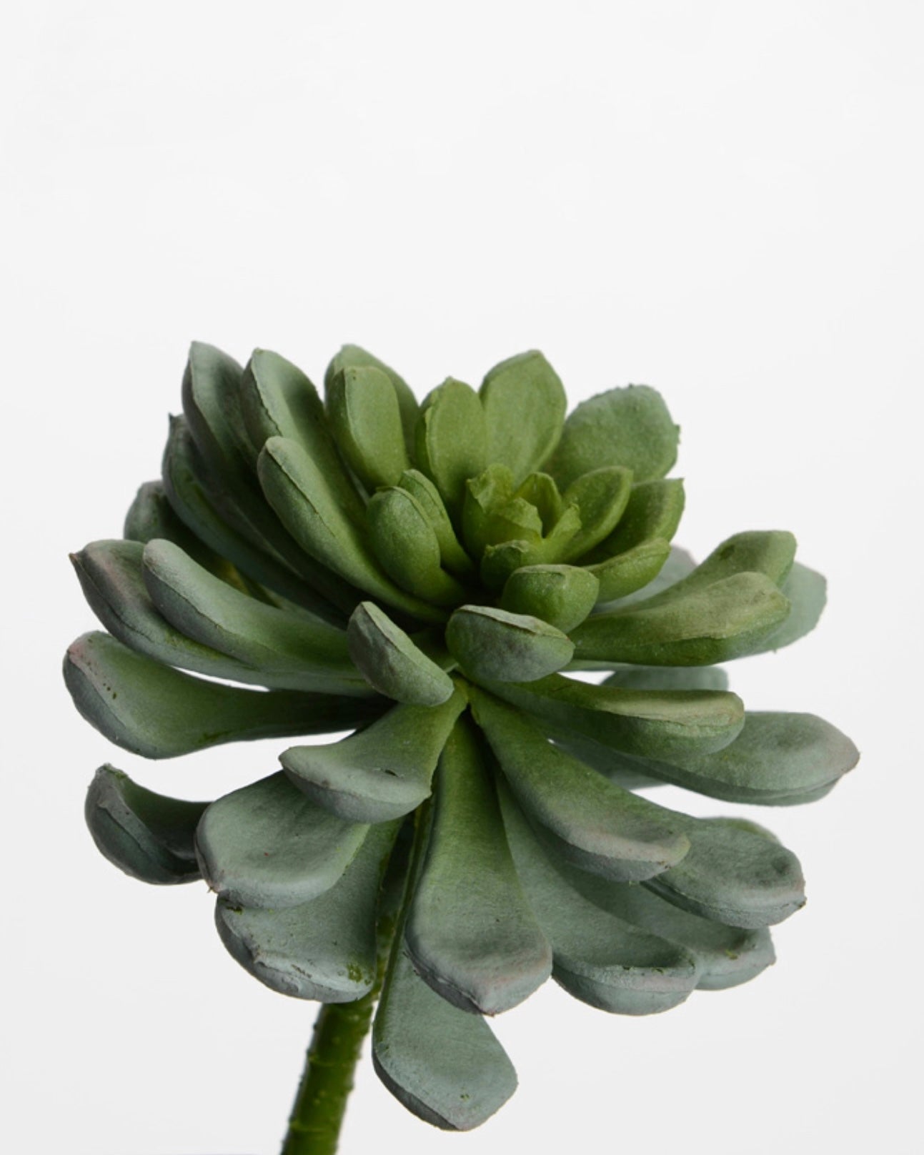 Tige Echeveria Secunda