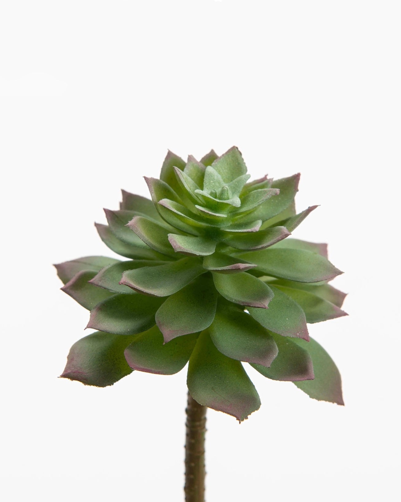 Tige Echeveria Sirius