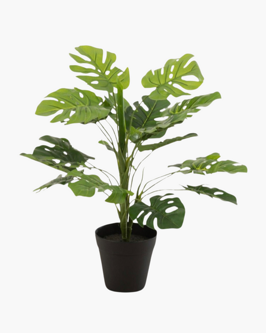 Philodendron en pot h54cm