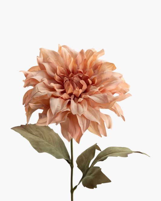 Tige Dahlia vintage