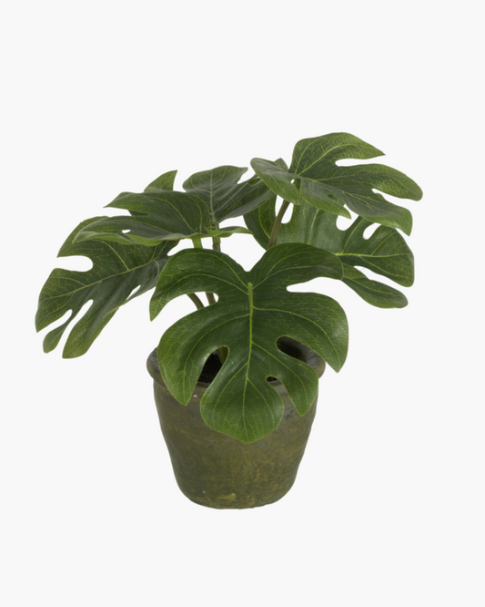 Petit Philodendron h20cm