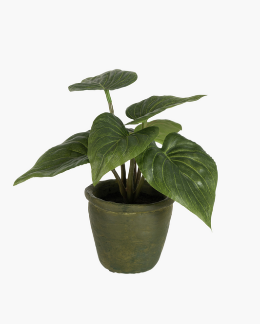 Petit Philodendron h20cm