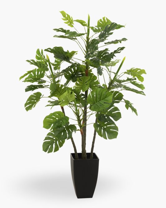 Philodendron en pot h117