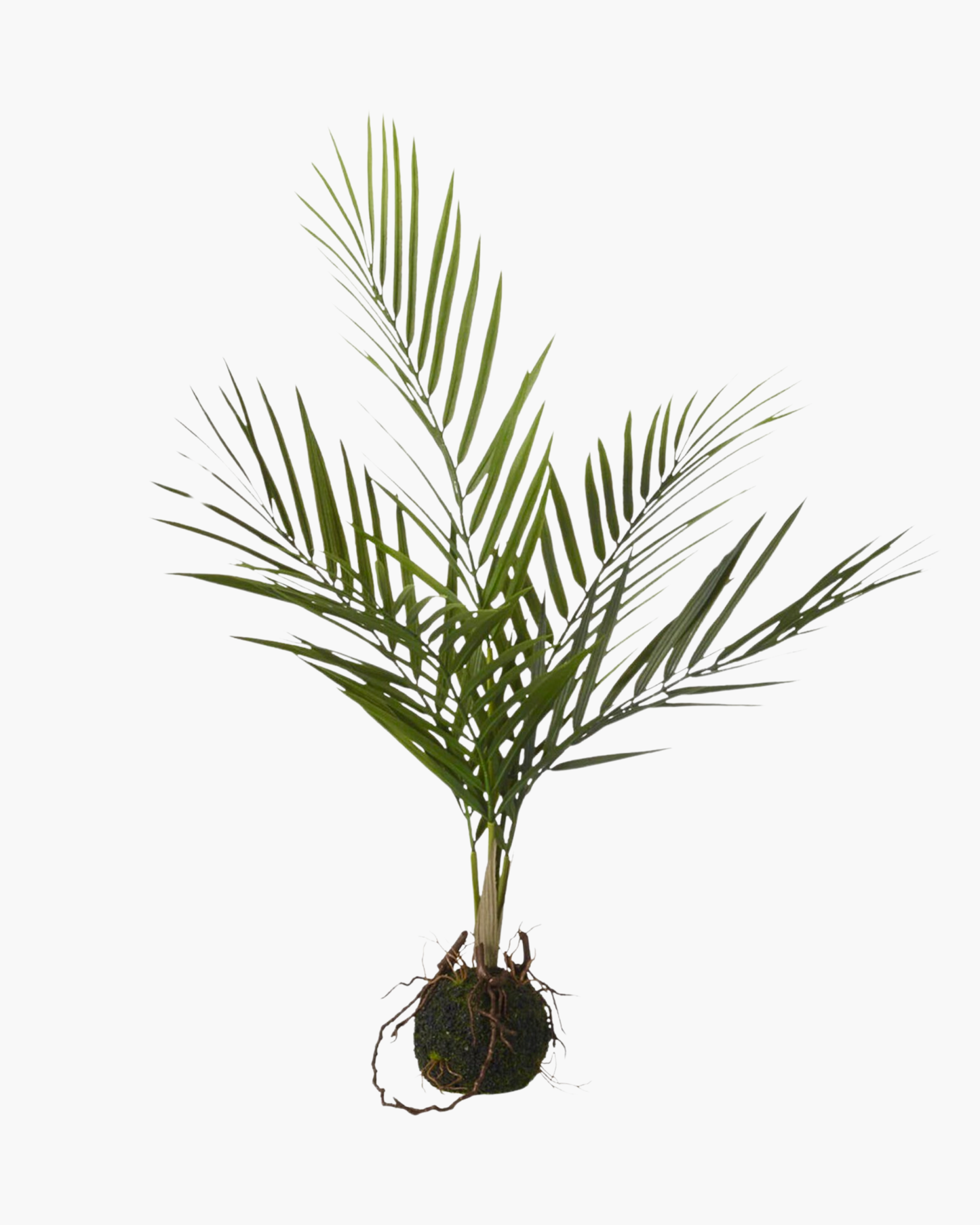 Plante en terre Areca Palm MM