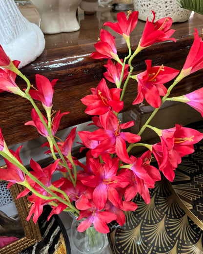 Branche Gladiolus h95