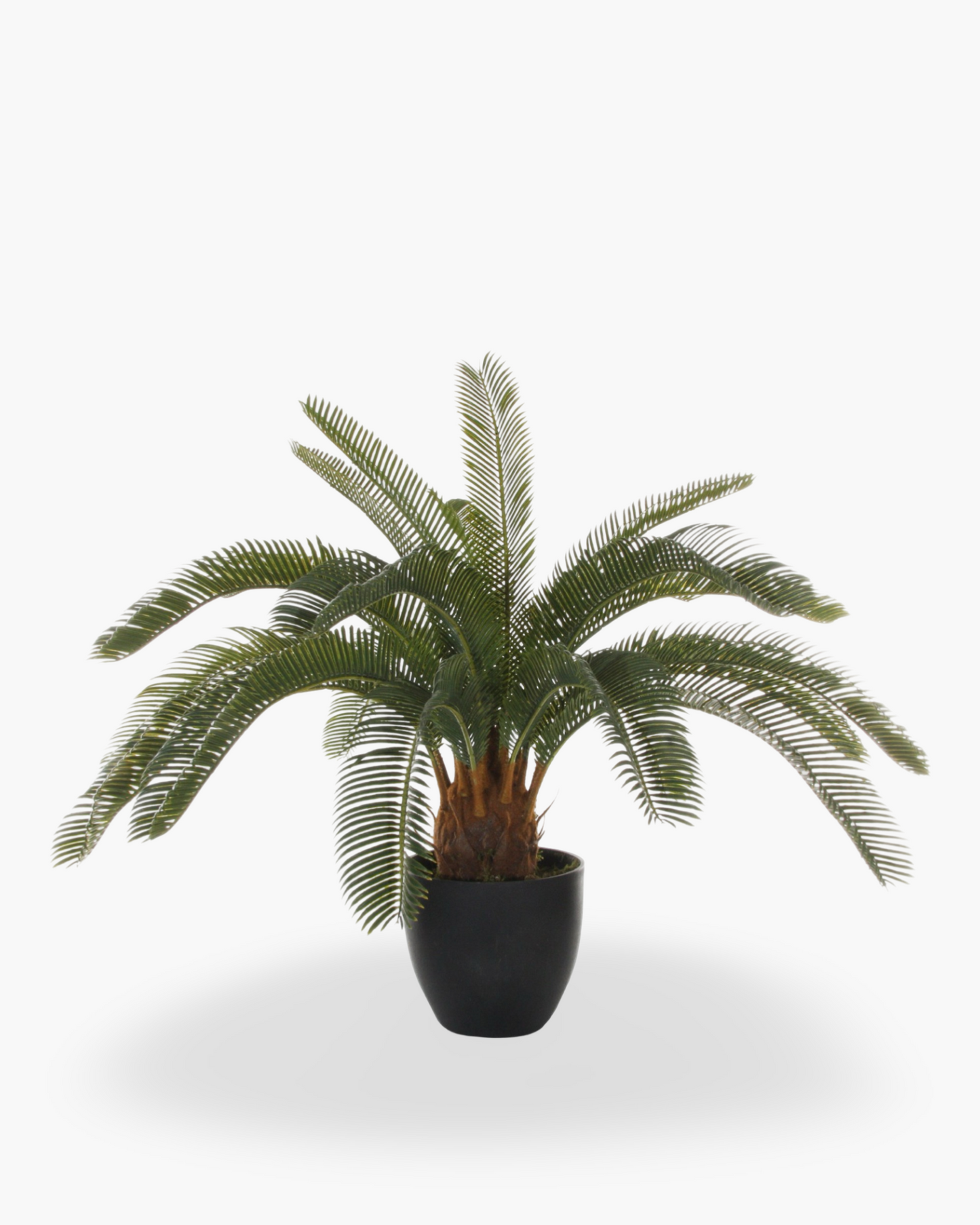 1x Cycas en pot h62cm